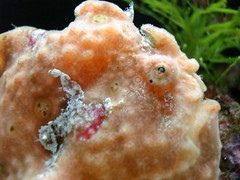coralface