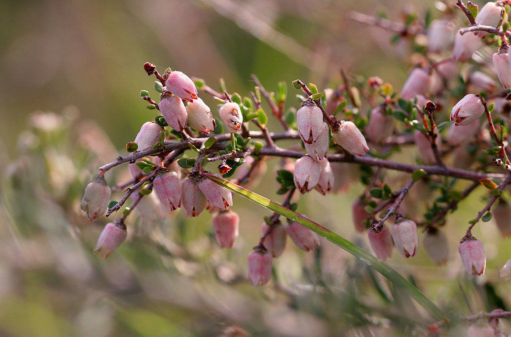 Cryptandra amara season end | They are pink, dried up and pr… | Flickr