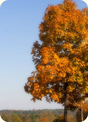 Backyard Tree | by K. W. Sanders