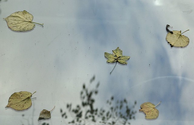 Leaves on windshield