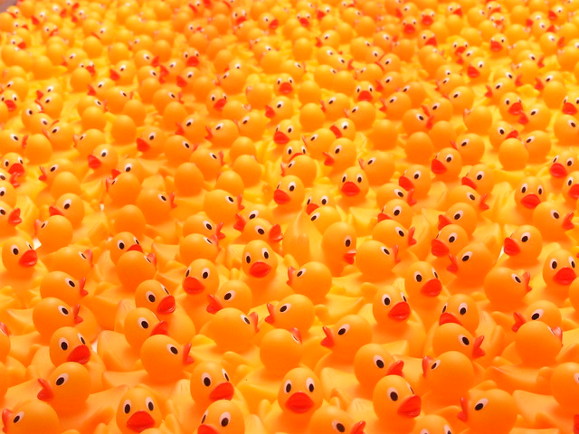 So many ducks... Ducking hell