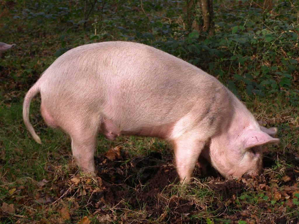 THE PIG