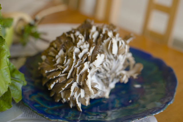 Maitake