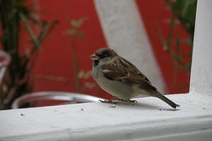 Sparrow (2006-10-285)