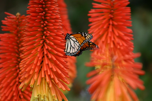 Monarch Butterfly on Red Hot Pokers