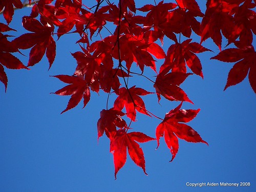 The Red Maple | by retired60