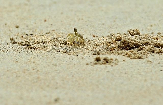 Fantasmes a la sorra / Ghost in the sand