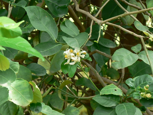 Citrus × taitensis Risso | Dinesh Valke | Flickr