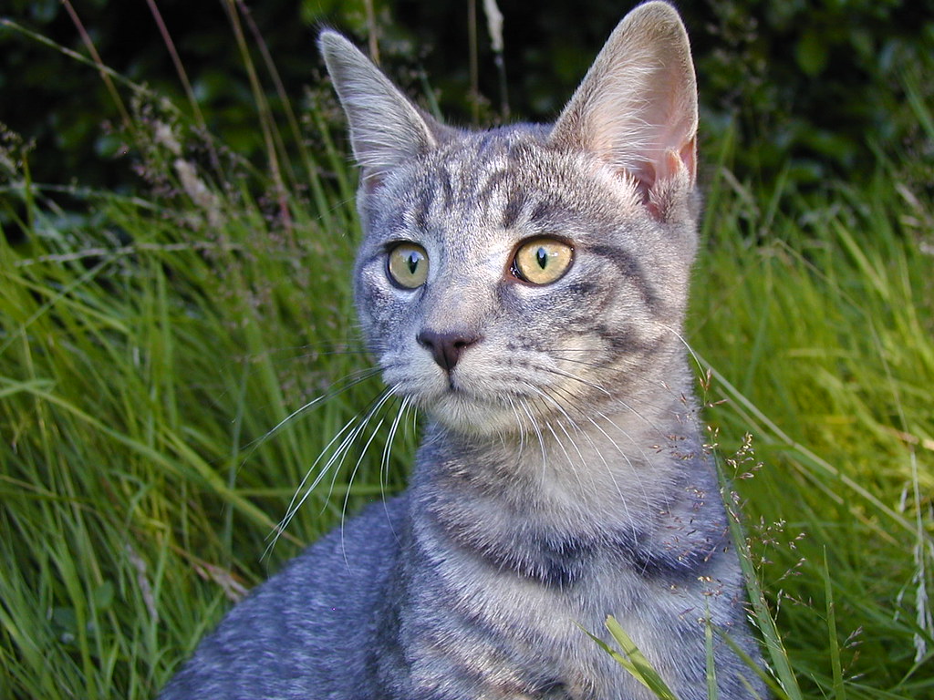 alpha die Katze