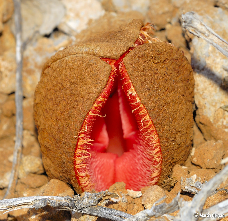 Hydnora africana flower