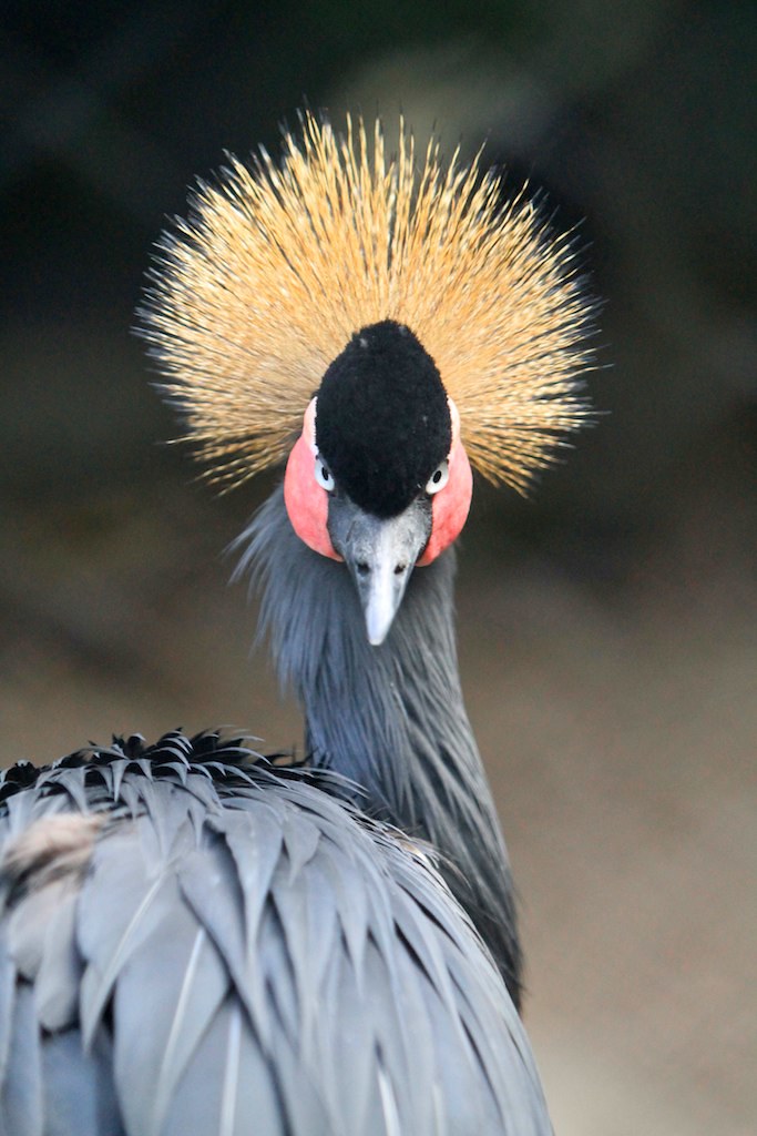 Winner: Craziest Bird Hair Contest | Like my hair? I just ha… | Flickr