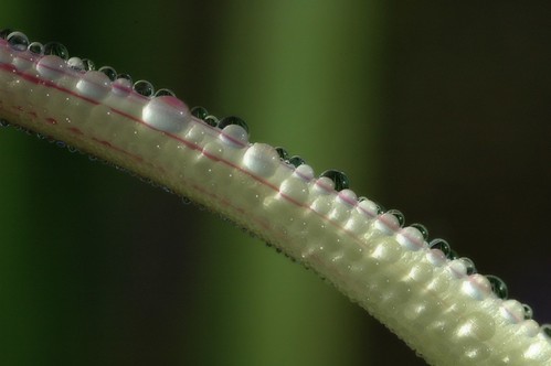 Droplets by Pascal Rouen