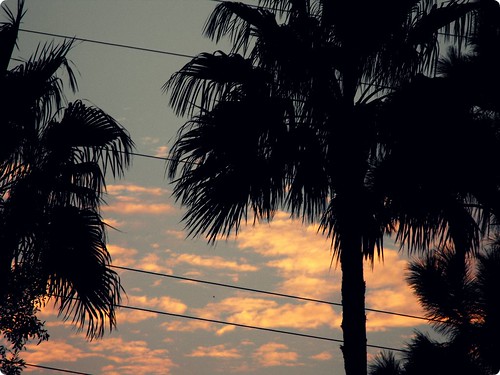 sunset palmtree