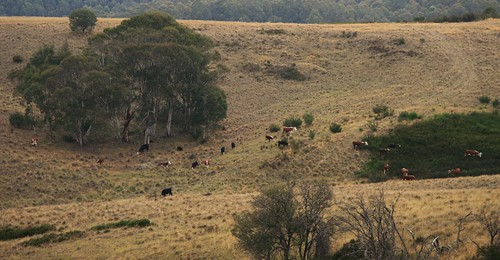 mountains geotagged cattle farm australia victoria matlock pc3723 thesprings auspctagged greatdividingrange