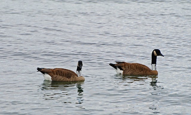 Resident Canada Geese