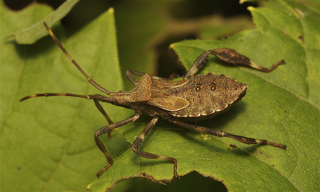 Leaf-footed bug - Acanthocephala terminalis