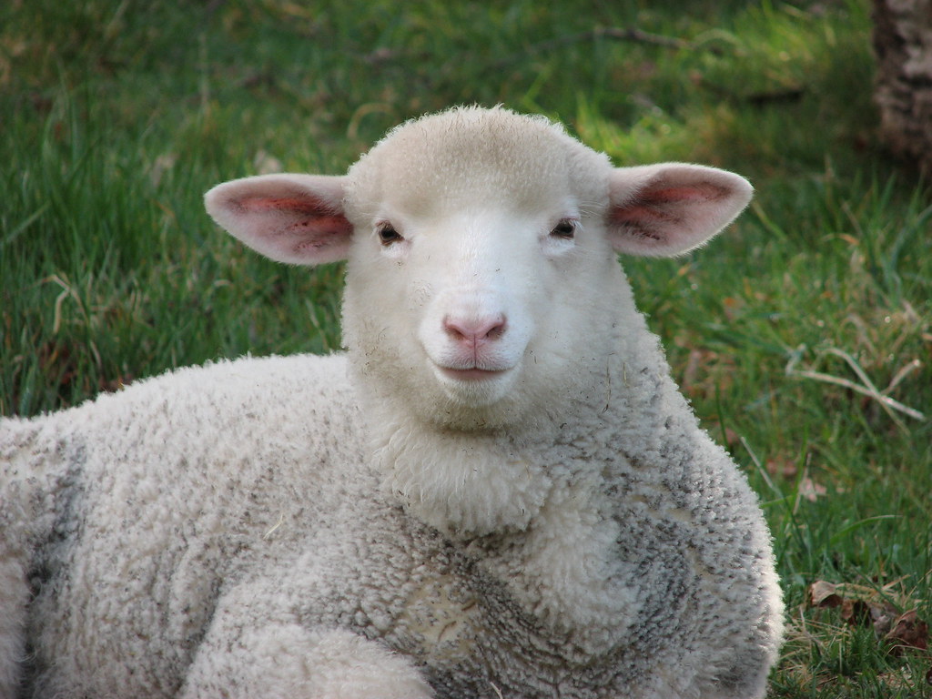 Lamb Fat Crumpets With Lamb – Sorted