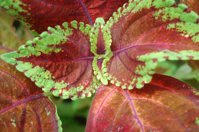 Green and red Coleus leaves with purple veins