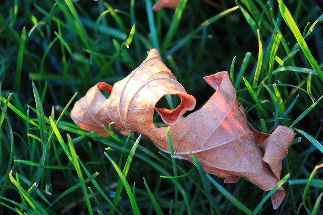 Curled Leaf Lying Still