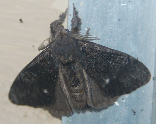 8306 Western Pine tussock Moth | David Anderson | Flickr