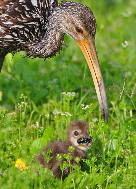 limpkin chick being fed by parent