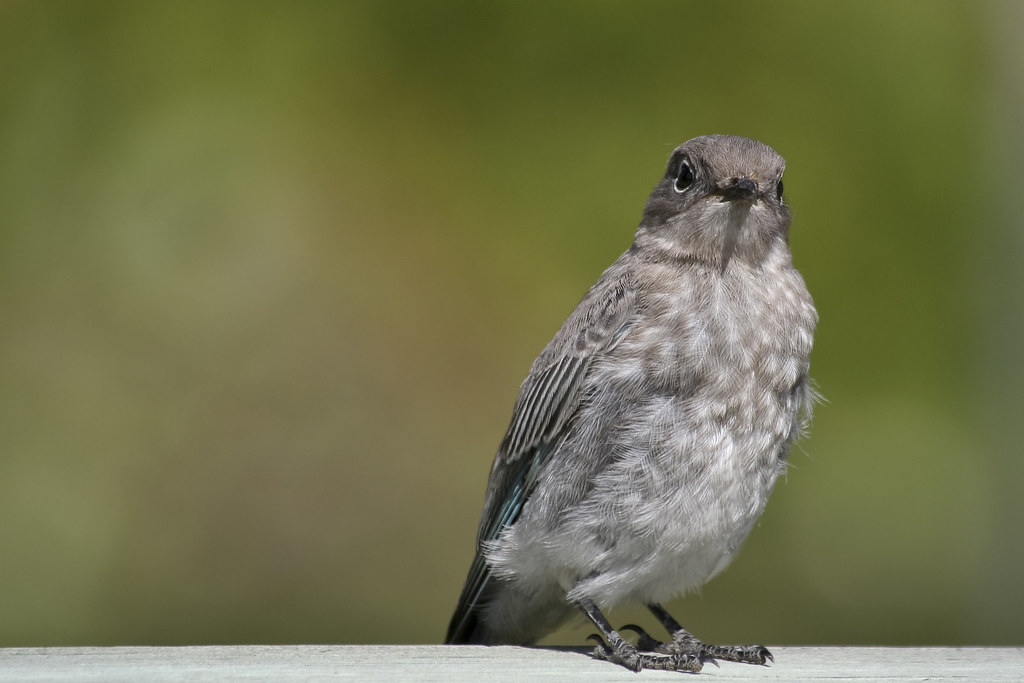 Mountain bluebird juvenile 1408