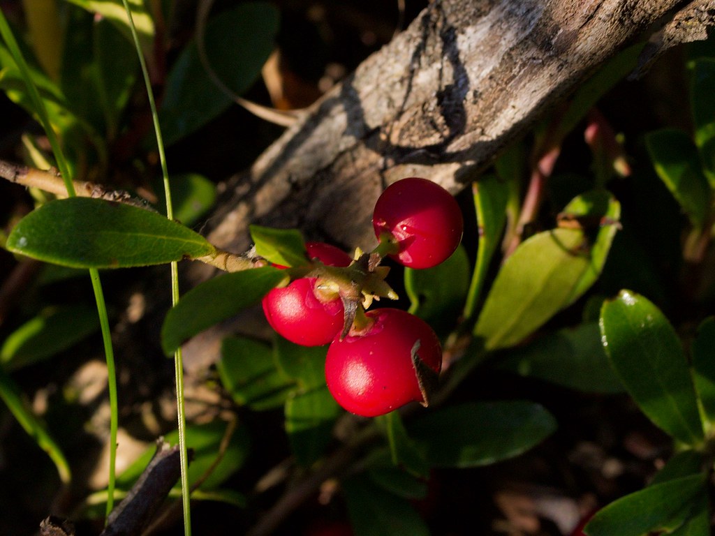 Bearberry A Skin Remedy – From Native Americans