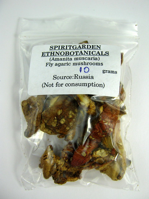 Amanita muscaria - fly agaric