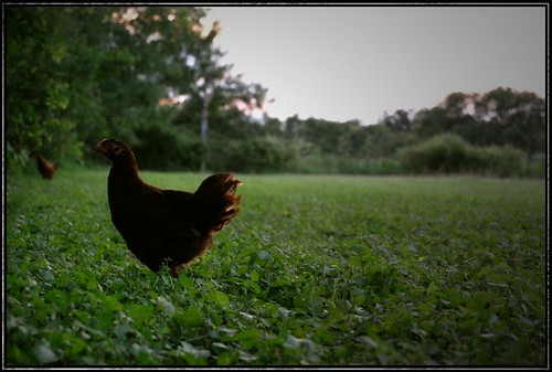 noah ranch sunset chicken nature rio del yard nikon texas farm wildlife lawn clover pippen d40