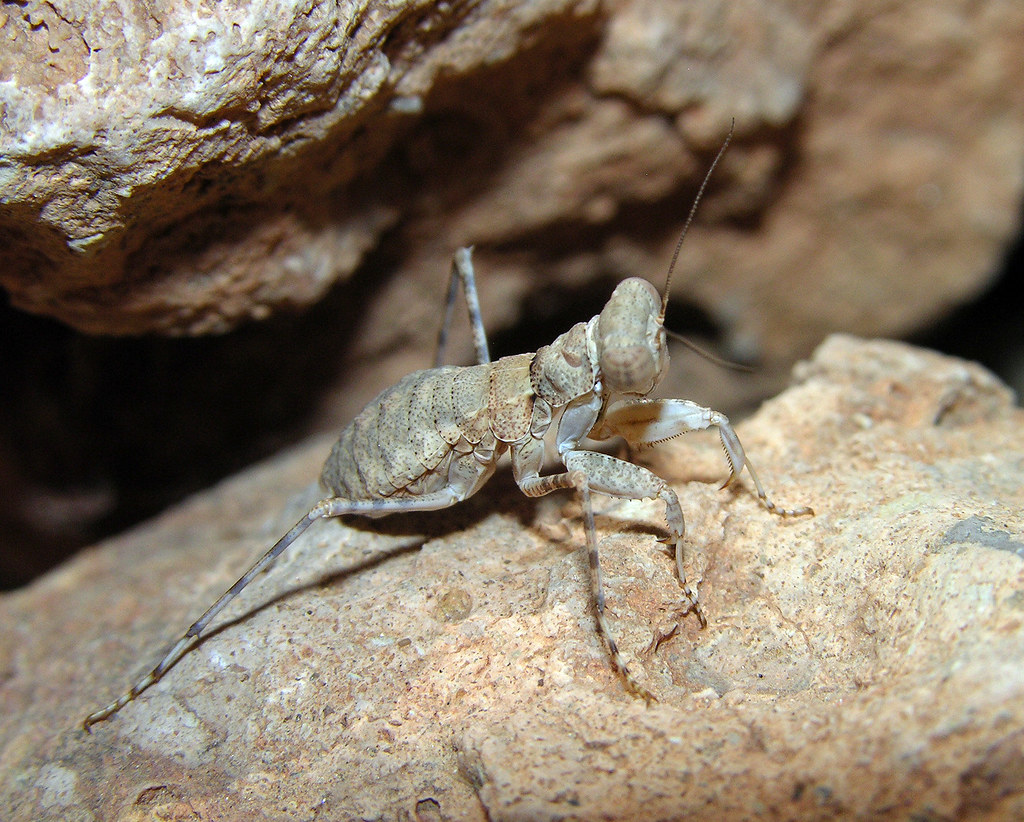 Pebble mantis (Eremiaphila sp cf murati) from the arid Atlas slopes of Morocco