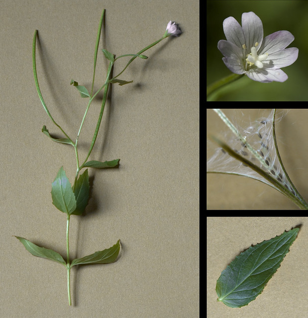 Epilobium montanum (Onagraceae)