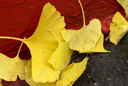 Gingkos in the Red Zone