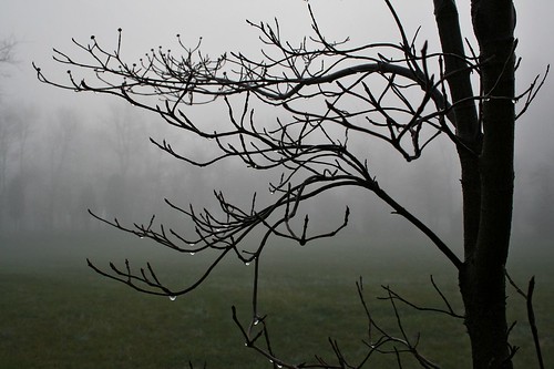 morning winter mist tree fog landscape geotagged branch maryland drop dew frederick geo:lat=39331808 geo:lon=77454568