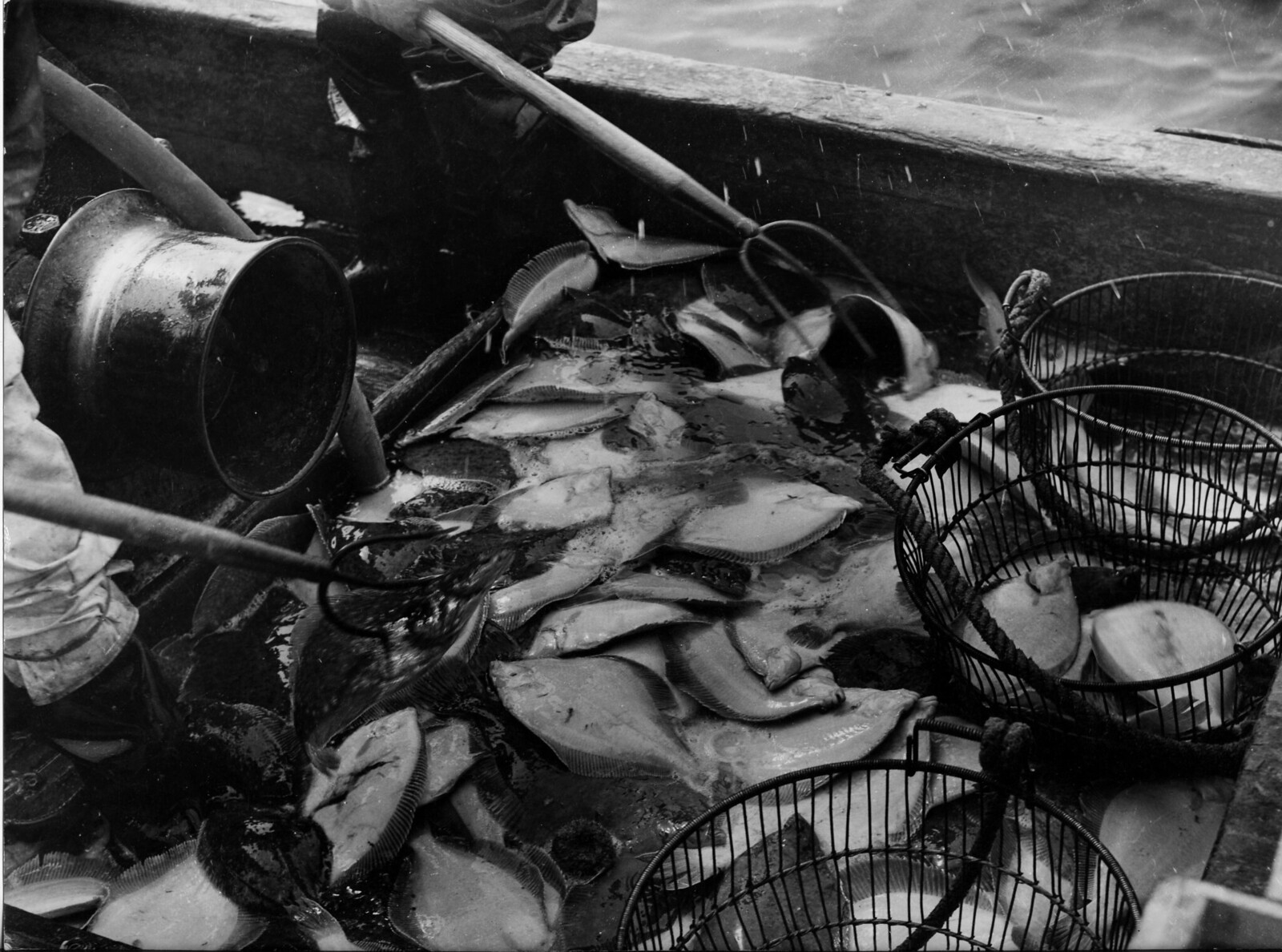 The catch of a dragnet trawler