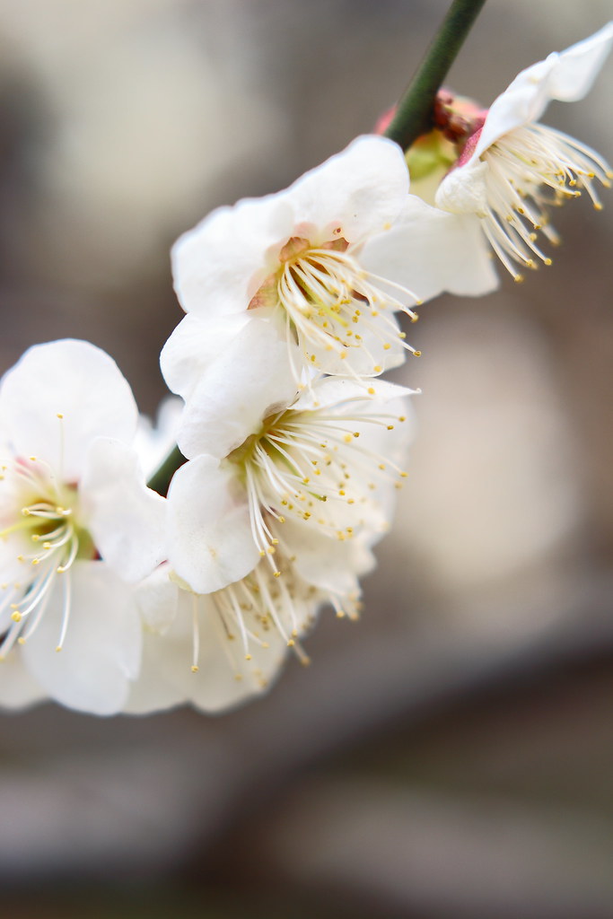 ume