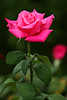 Image: Bellingen Rose