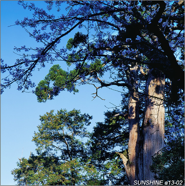 A13 02 阿里山 嘉義縣 阿里山鄉 紅檜與台灣杉巨木 紅檜 檜木 台灣杉 吉野櫻 櫻花 神木 Flickr