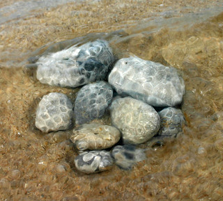 petoskey stones on the beach2