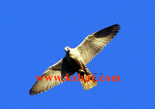 www.kshat.com | by ҳҲҳ قـ3ـط2ــر ҳҲҳ