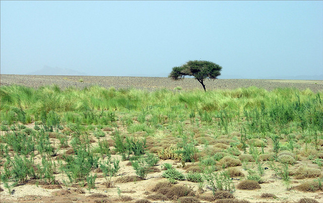 Green vegetation in the desert indicates subterranean water or a dried oued