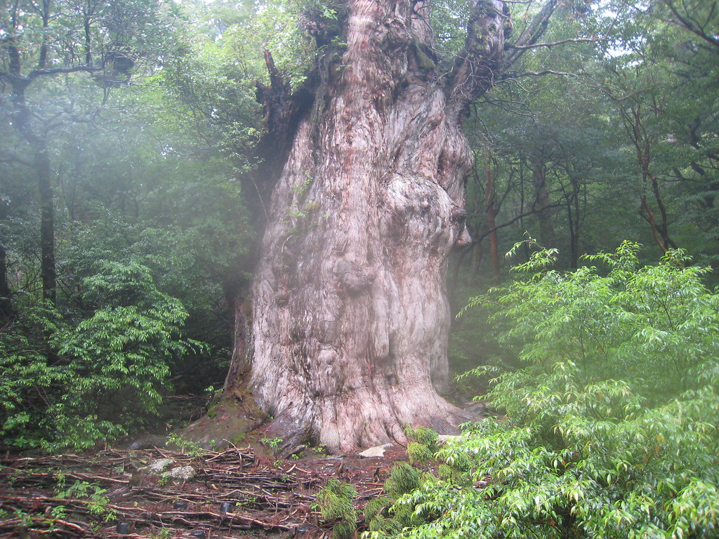 Jōmon Sugi tree: oldest living tree in the world, the old world tree, the oldest tree in the world, ancient tree, oldest living tree, the oldest tree on earth, old world trees, longest living trees, longest living tree species, oldest tree species in the world.