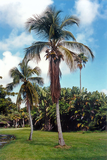 Coconut Palms, Dreher Park, West Palm Beach