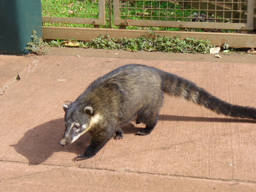 Coati | Kind of local raccoon. Bit of a pest, will try to ...