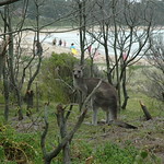 Kangaroo at the Beach