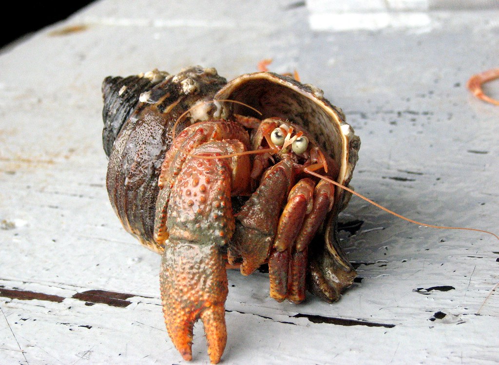 Aleutian Hermit Crab (Pagurus aleuticus)