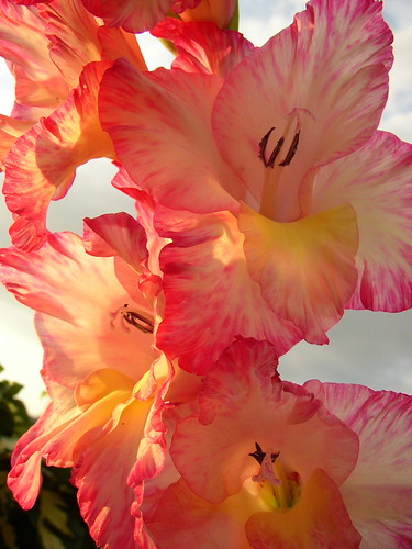 Gladiole | by mimimuck