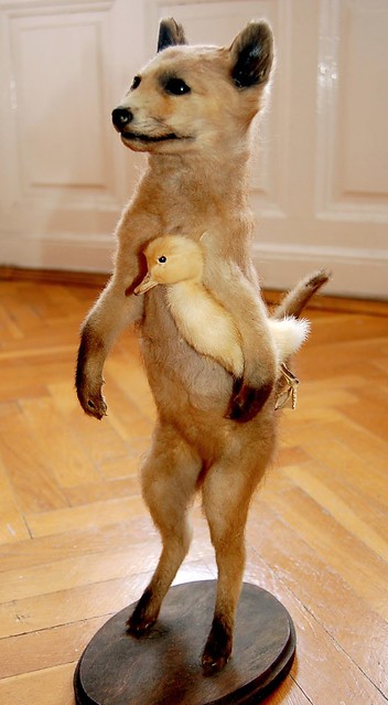 Vintage Fox and Duck Taxidermy