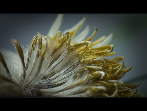 Fading Beauty | by Michael.DK
