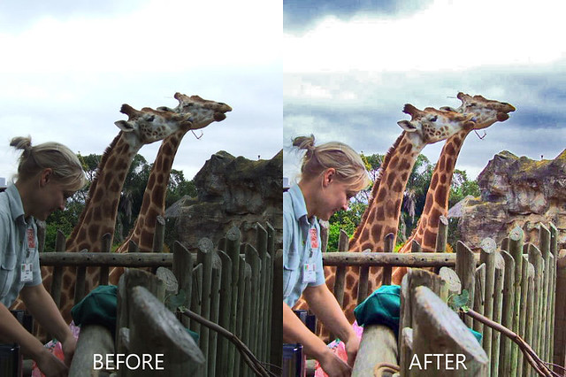 Girrafes at Taronga Park Zoo - Shadows and Highlights - Before and After