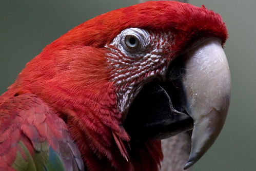 Scarlet Macaw Cropped_8Z5T9246 | JFlewellen | Flickr